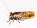 Arytaina genistae